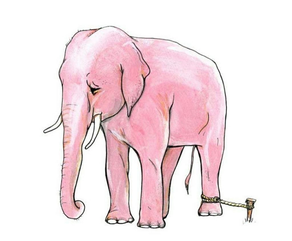 Pink elephant tied to rope by the ankle